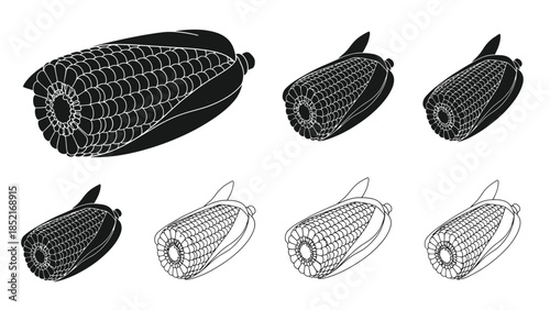 Detailed illustration of corn cobs in various stages of husk removal