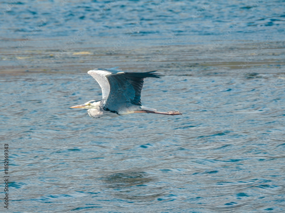 Fototapeta premium Grey Heron Flying