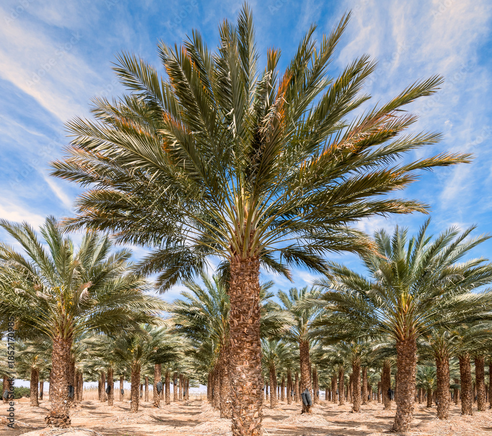 Fototapeta premium Plantations of date palms. Iconic ancient plant and healthy food crop. Currently it is sustainable agriculture industry in desert and arid areas of the Middle East. No AI tools were used 