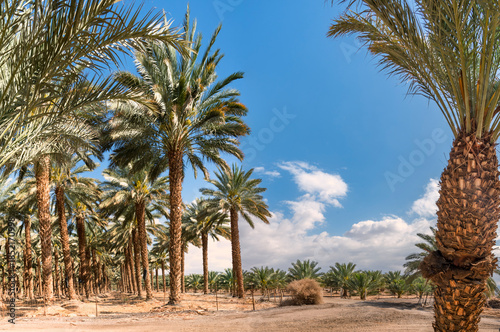Plantations of date palms. Iconic ancient plant and healthy food crop. Currently it is sustainable agriculture industry in desert and arid areas of the Middle East. 
No AI tools were used
