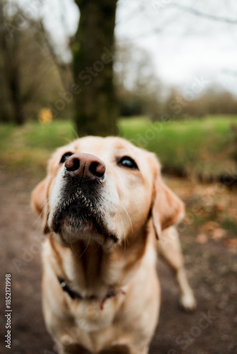 Foto Curious Labrador dog sniffing camera in forest