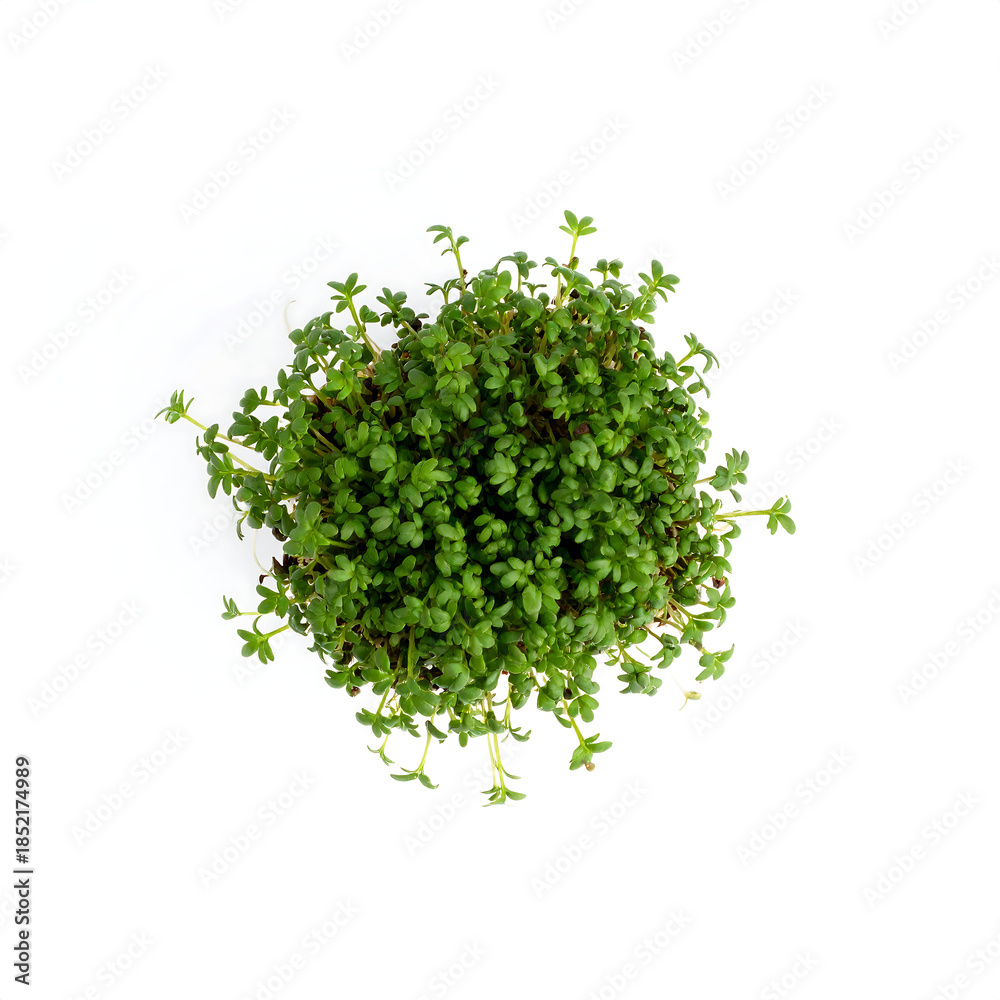 Obraz premium Single Small Cluster of Fresh Garden Cress Microgreens Isolated on White