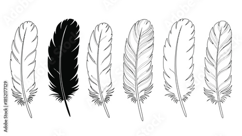 A collection of five delicate feathers in a black and white illustration