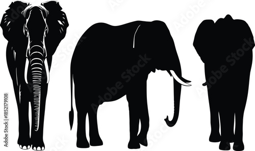 three african elephants standing in a row presented as a dramatic black and white silhouette
