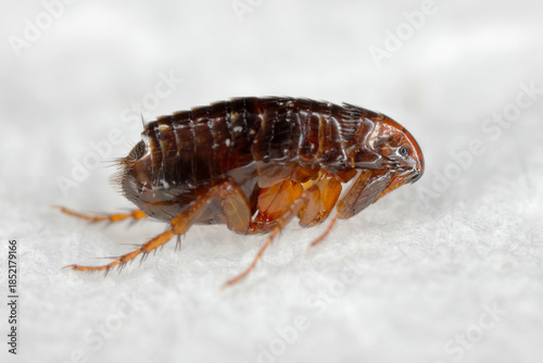 Photography Flea, Ctenocephalides sp