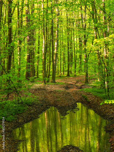 Puddle in the forest