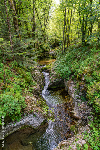 Serene Mostnica Gorge Stream Flowing Through Lush Triglav National Park Forest Wilderness