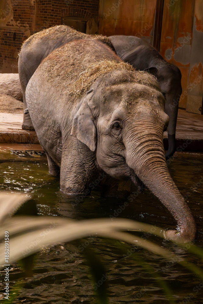 Fototapeta premium Elephant Standing in Indoor Pool
