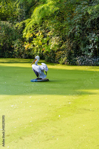 Pelican Standing on Green Pond