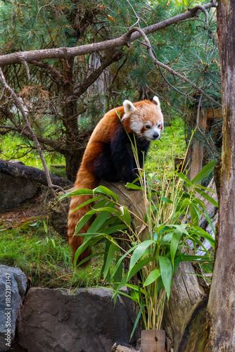 Red Panda Resting on Tree Trunk