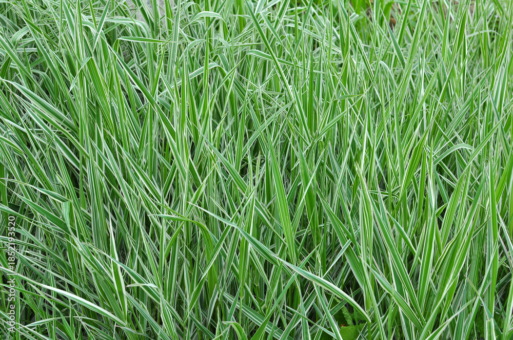 Obraz premium Decorative sedge grows on the flower bed