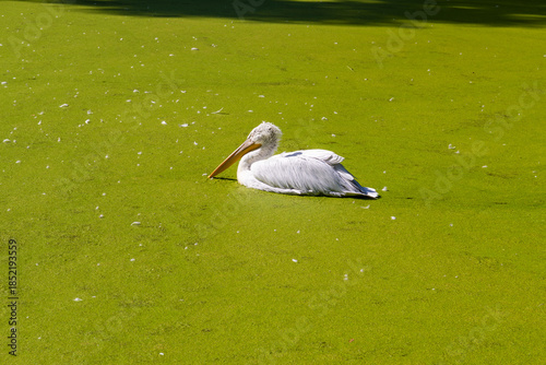 White Pelican Resting on Green Water