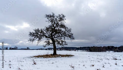 Wallpaper Mural Solitary Tree Standing in Snowy Field Cloudy Sky Torontodigital.ca