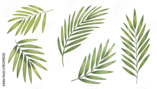 Botanical palm leaves collection. Watercolor tropical leaves on white background.