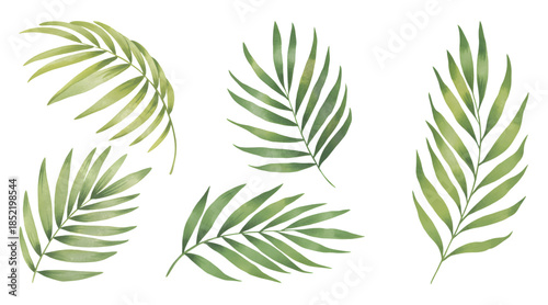 Botanical palm leaves collection. Watercolor tropical leaves on white background.