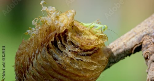 Praying Mantis Nymph Emerging from Egg Case on Branch