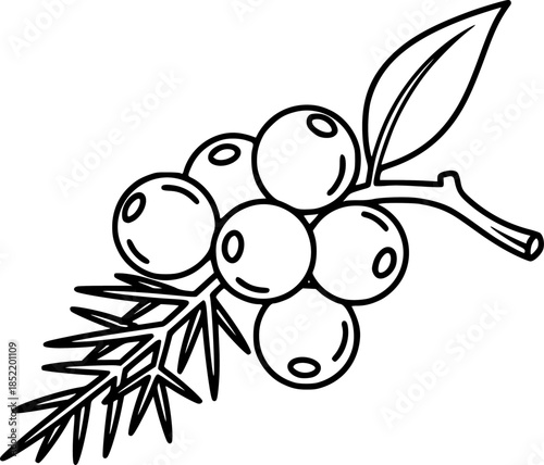 Minimalist outline design of juniper berries with leaf and twig
