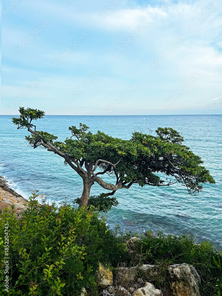 Fototapeta premium A tree growing in an abstract form on the seashore