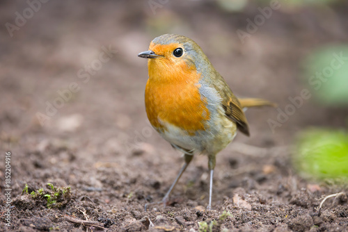 Tableau sur toile European robin standing on soil in a UK garden