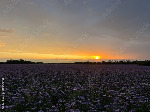 field with honey herbs in the sunset