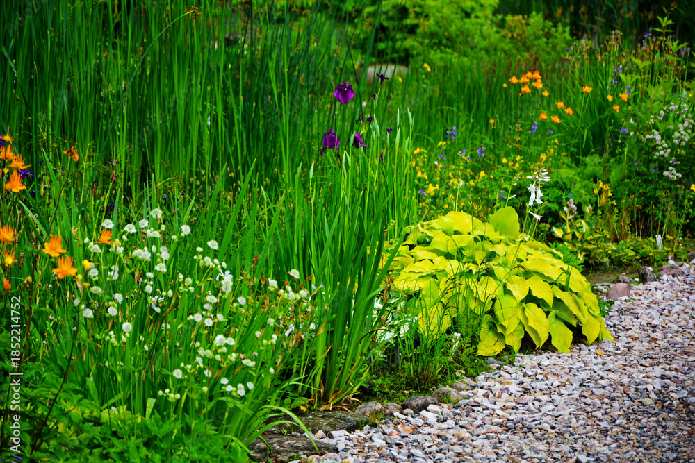 Obraz premium żwirowa ścieżka w ogrodzie, rośliny przy ścieżce w wiejskim ogrodzie, żwirowa alejka, garden path, funkia, irys i jarzmianka (Astrantia, hosta, Iris), wiosenne kwiaty, designer garden