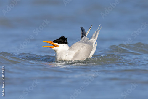A Caspian tern (Hydroprogne caspia) taking a bath.