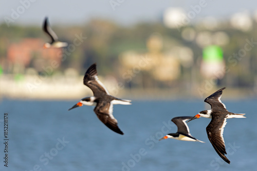 American black skimmers (Rynchops niger) in flight.