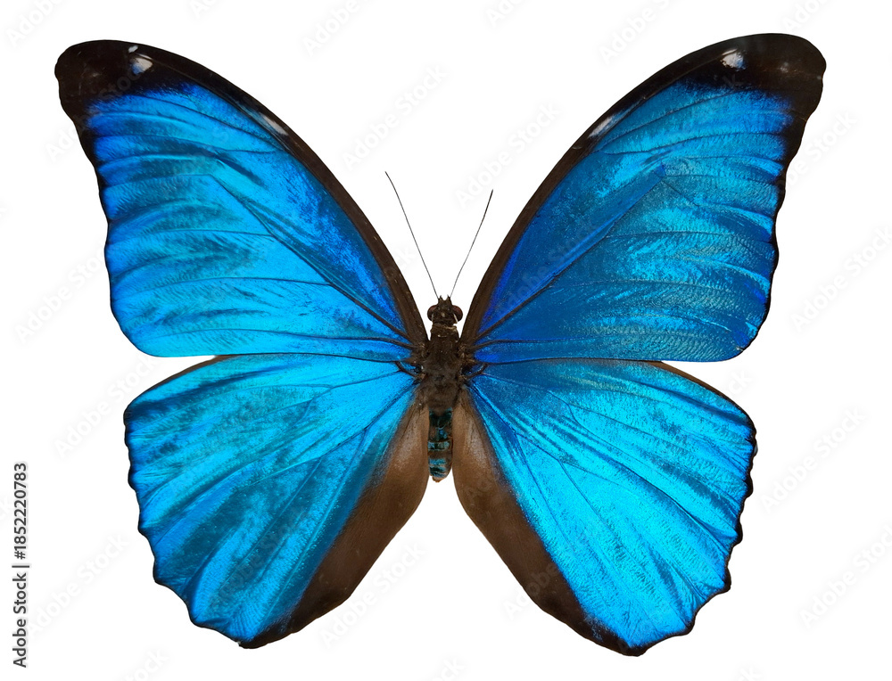 Obraz premium Blue lightning butterfly Morpho menelaus stands out with vibrant blue wings. The butterfly is isolated against a white background, showcasing its unique coloring and details.