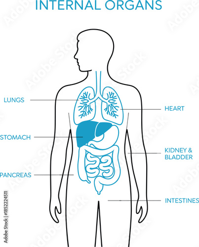 Human Internal Organs Diagram with Labeled Anatomy Systems Medical Educational Illustration Showing Digestive Respiratory and Urinary Organs