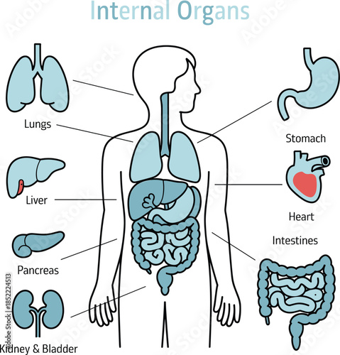 Stylized diagram of human internal organs with labeled anatomy including heart, lungs, liver, stomach, kidneys, intestines, and bladder for educational use.