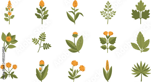 Collection of Diverse Botanical Illustrations Featuring Various Plants.