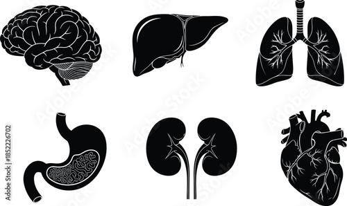 Human internal organs silhouette icon set featuring brain, heart, lungs, liver, stomach and kidneys, medical anatomy illustrations for healthcare, education and design projects