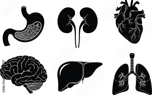 Set of Six Black and White Human Organ Illustrations Featuring Brain, Heart, Lungs, Liver, Kidneys, and Stomach for Anatomy and Medical Education Use