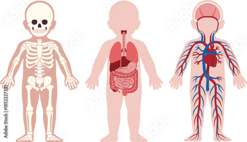 Human Body Systems Illustration for Kids Showing Skeleton Internal Organs and Circulatory System Medical Educational Anatomy Diagram