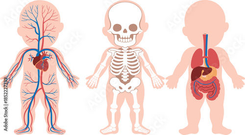 Three-view anatomical illustration of a child showing circulatory, skeletal, and digestive-respiratory systems for educational and medical reference.