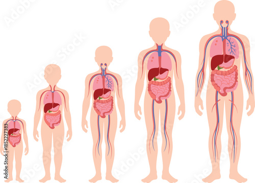 Illustration of human growth stages showing internal organs and circulatory system development from child to adult for anatomy education.