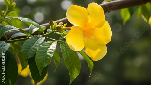 Closeup of a bright yellow blossom with green leaves on a branch bathed in sunlight.