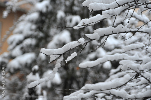 Snow covered tree branches.Closeup outdoors photo. Winter, trees in snow , nature, seasonal environment.