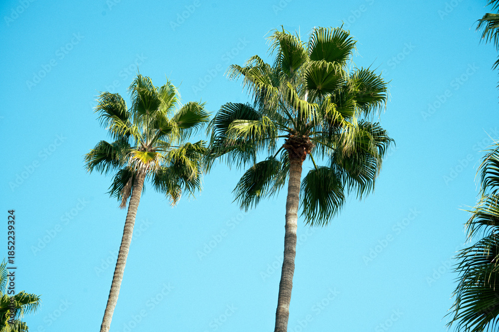 Fototapeta premium Two tall palm trees reach towards a clear, bright blue sky on a sunny day