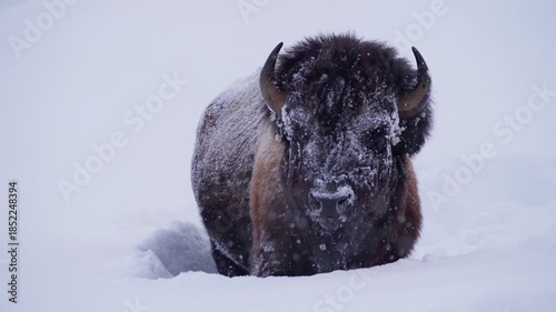 Bison in deep snow while snowing slow motion 