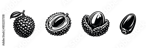 Tropical fruit collection, lychee, rambutan, and longan, flat vector illustration