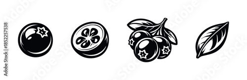 Berry and leaf collection, flat vector illustration, fruit, botany, design elements