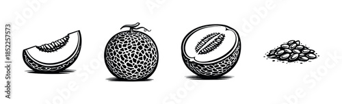 Melon lifecycle, cantaloupe, seeds and slices, flat vector illustration