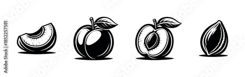 Plum vector illustration, whole, half, seed in flat vector style