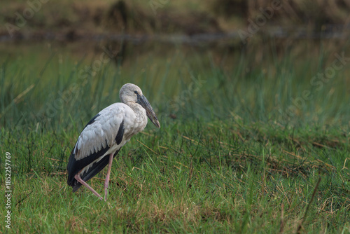 Asian openbill (Anastomus oscitans)