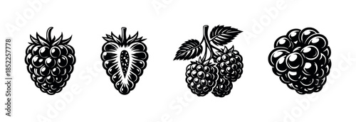 Blackberry and raspberry collection, flat vector illustration, berry fruit design