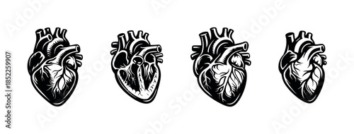 Human heart anatomy vector illustration, flat vector style hearts set