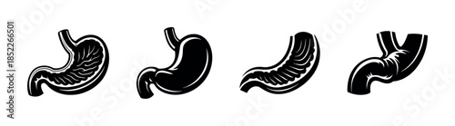 Human stomach anatomy, organs, medical diagrams, flat vector illustration