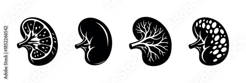 Kidney anatomy vector illustration, flat vector style, medical diagrams, biology