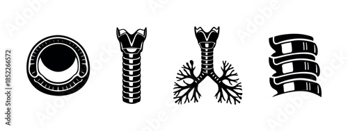 Human anatomy, flat vector illustration, bronchus, bronchial tree, spine, eye, disk